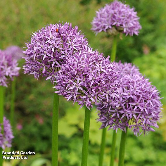 Allium 'Purple Sensation'