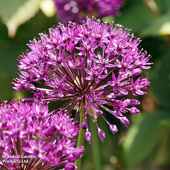 Allium 'Purple Sensation'