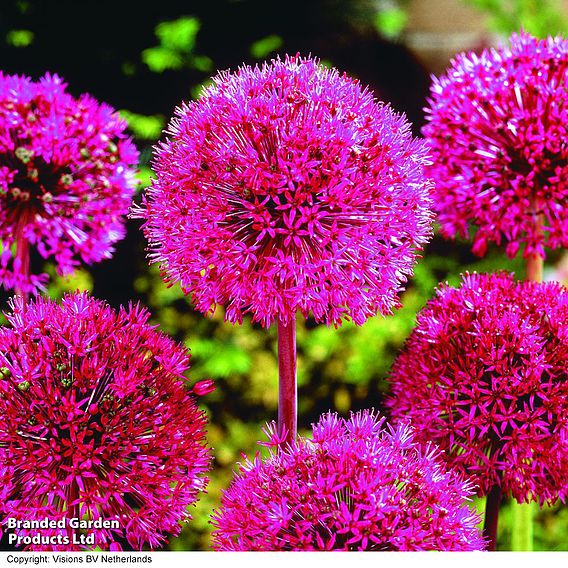 Allium 'Giant Collection'