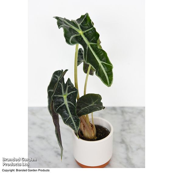 Alocasia Cuprea Mix