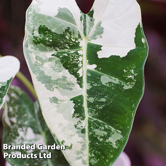 Alocasia cuprea 'Frydek Variegata'