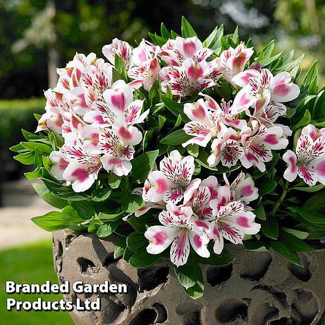 Alstroemeria 'White Pink Blush'