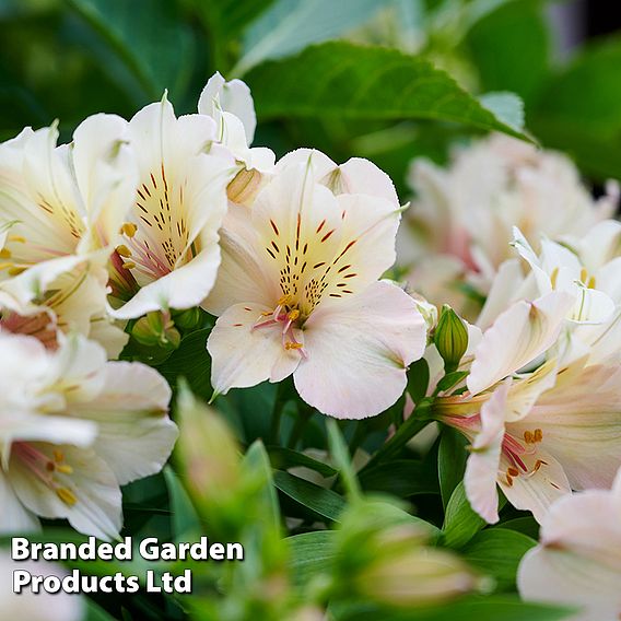 Alstroemeria 'Beach Valley'