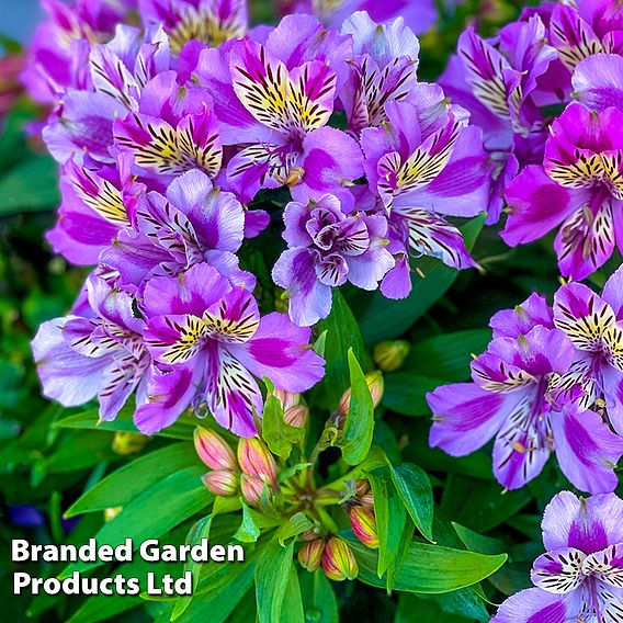 Alstroemeria 'Butterfly Hybrids'