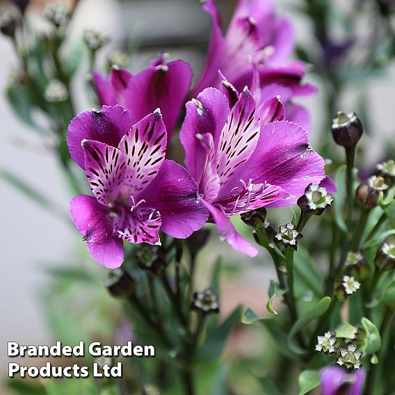 Alstroemeria 'Butterfly Hybrids'