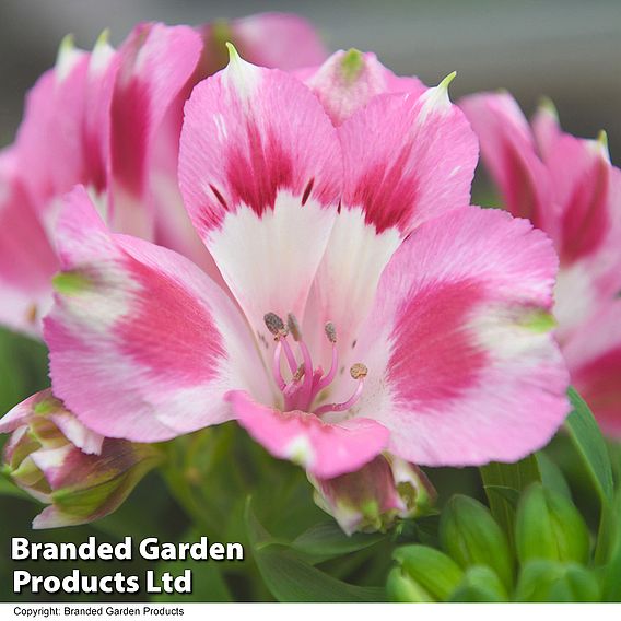 Alstroemeria 'Hula'