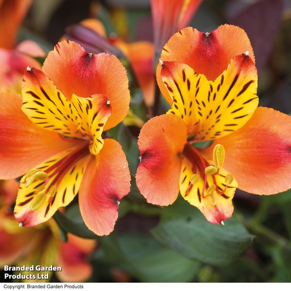 Alstroemeria 'Summer Trio'