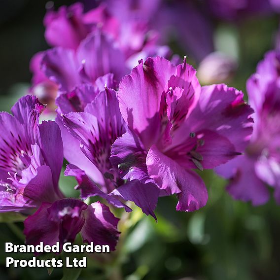 Alstroemeria 'Inticancha Indigo'