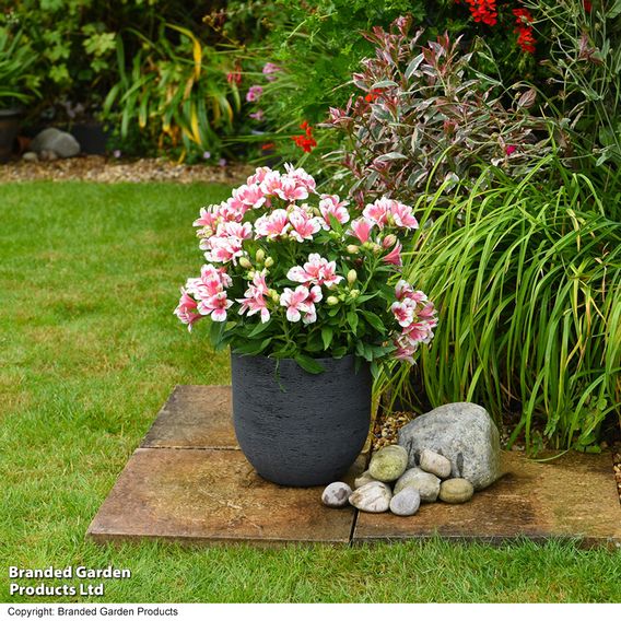 Alstroemeria 'Inticancha Maya Pink Blush'