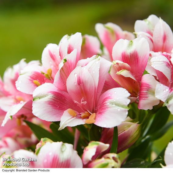 Alstroemeria 'Inticancha Maya Pink Blush'