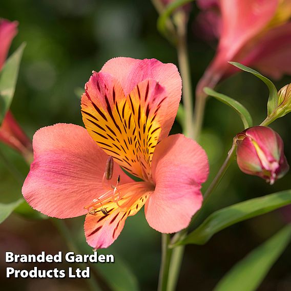 Alstroemeria 'Malaga Valley'