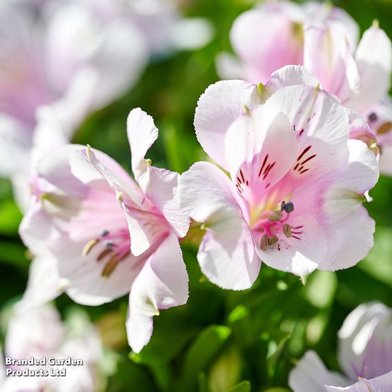 Alstroemeria 'Inticancha Moon'