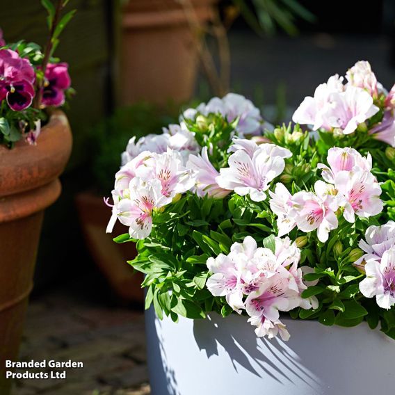 Alstroemeria 'Inticancha Moon'