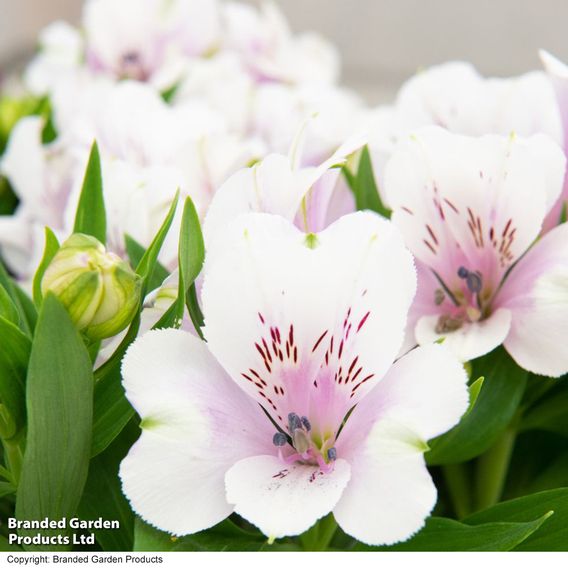 Alstroemeria 'Inticancha Moon'