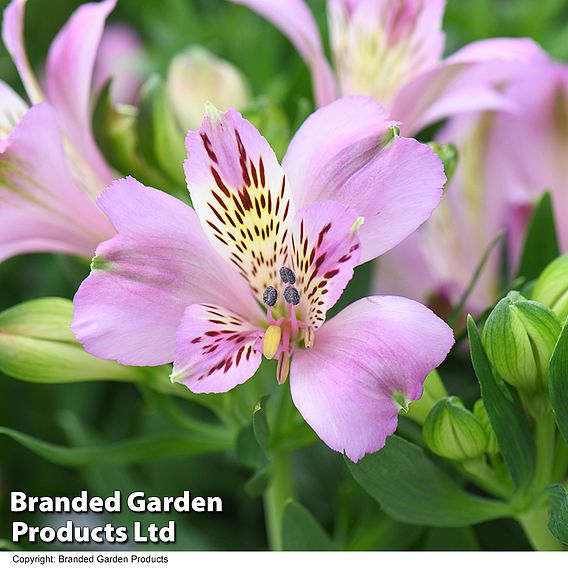 Alstroemeria inticancha 'Purple Passion Collection'