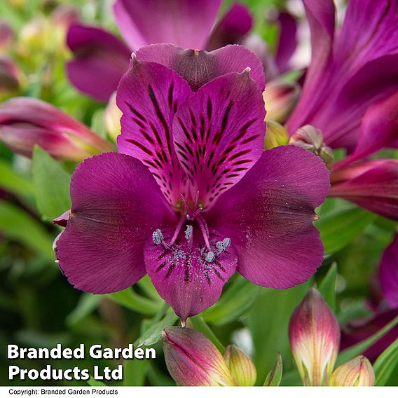 Alstroemeria inticancha 'Purple Passion Collection'