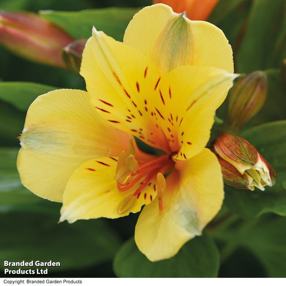 Alstroemeria 'Spring Valley' (Summer Paradise Series)