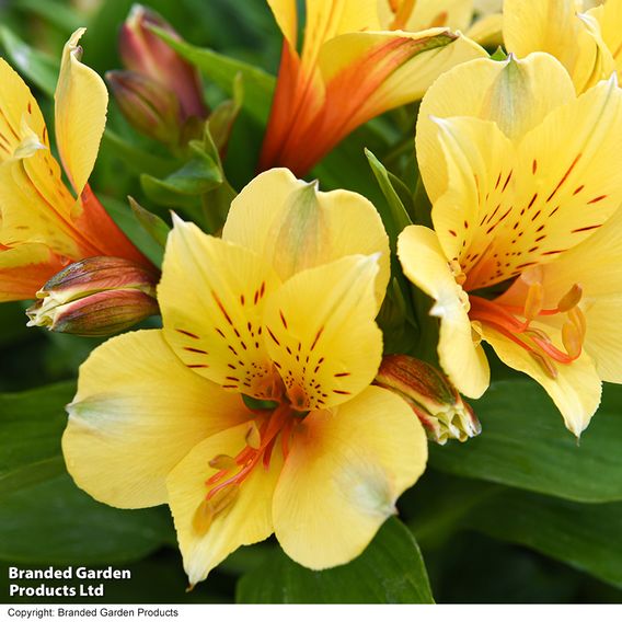 Alstroemeria 'Spring Valley' (Summer Paradise Series)