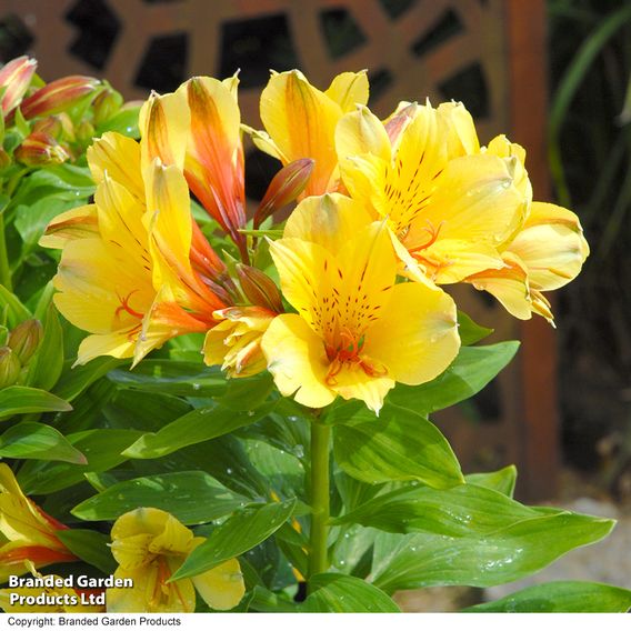 Alstroemeria 'Spring Valley' (Summer Paradise Series)