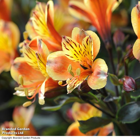 Alstroemeria 'Summer Trio'