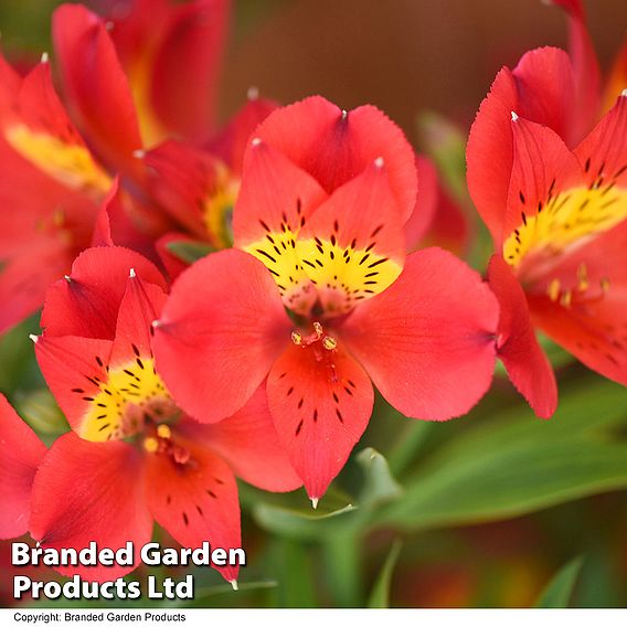 Alstroemeria 'Summer Heat'