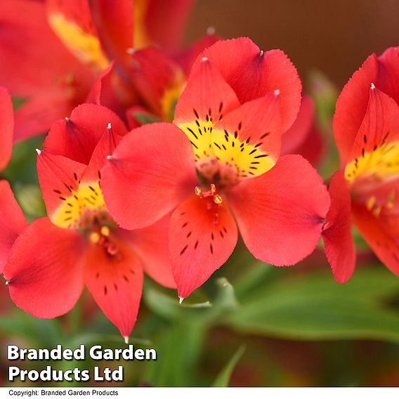 Alstroemeria 'Summer Heat'