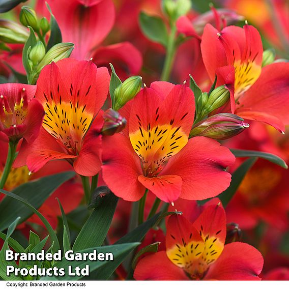 Alstroemeria 'Summer Heat'