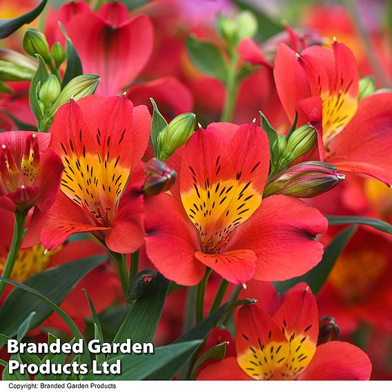 Alstroemeria 'Summer Heat'