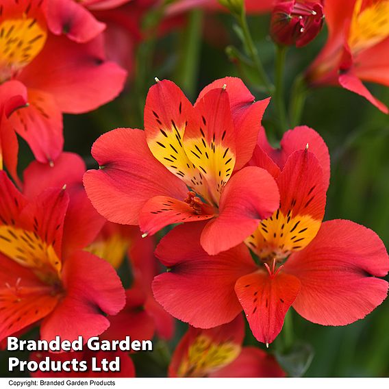 Alstroemeria 'Summer Heat'