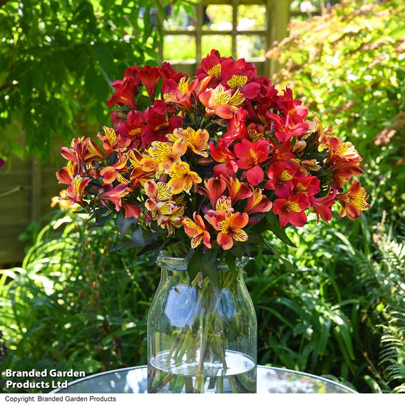 Alstroemeria 'Summer Trio'