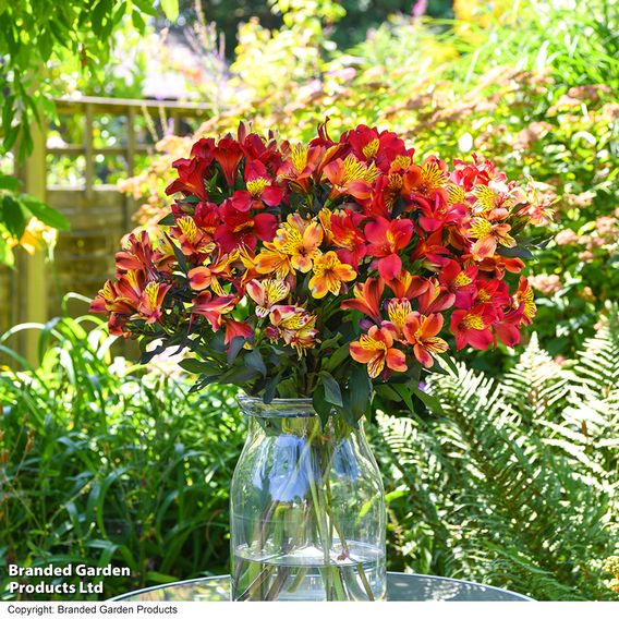 Alstroemeria 'Summer Trio'