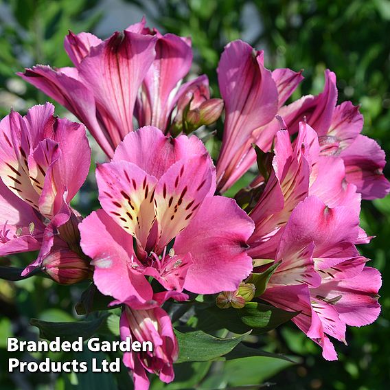 Alstroemeria 'Summer Saint'