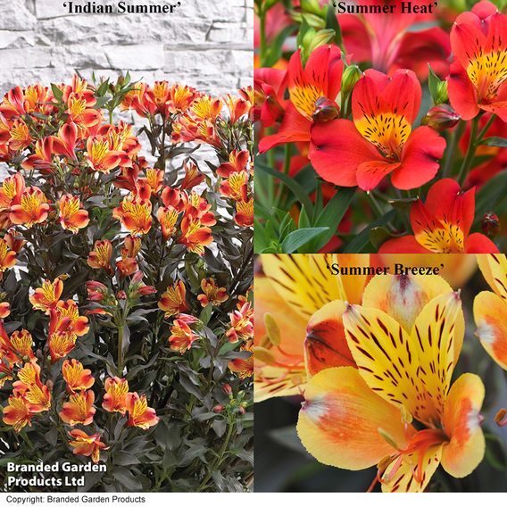 Alstroemeria 'Summer Trio'