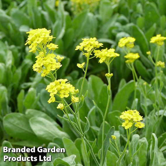 Alyssum saxatile