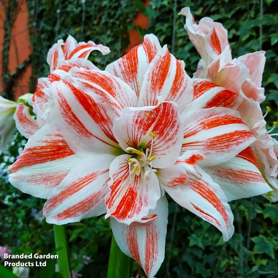 Amaryllis Trio