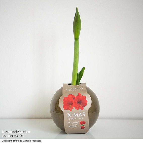 Amaryllis in Globe - Gift