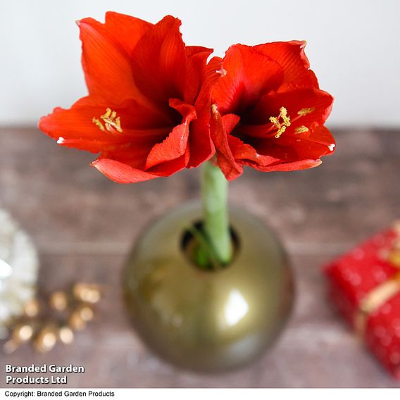 Amaryllis in Globe - Gift