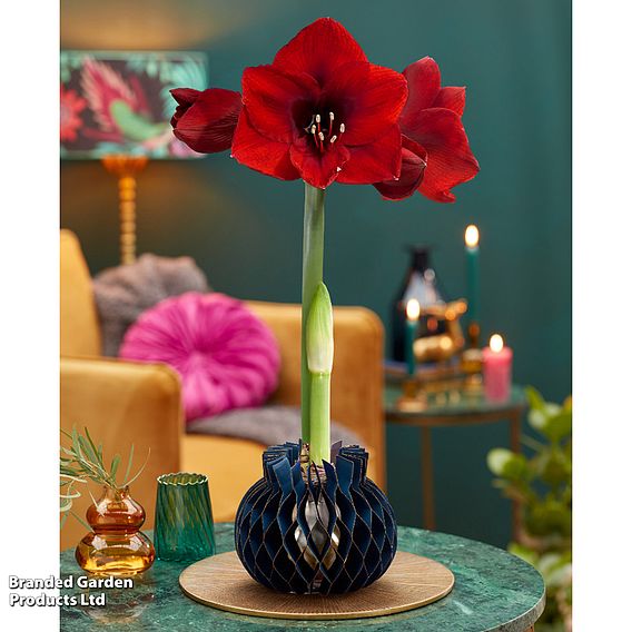 Amaryllis 'Jolie' - Gift