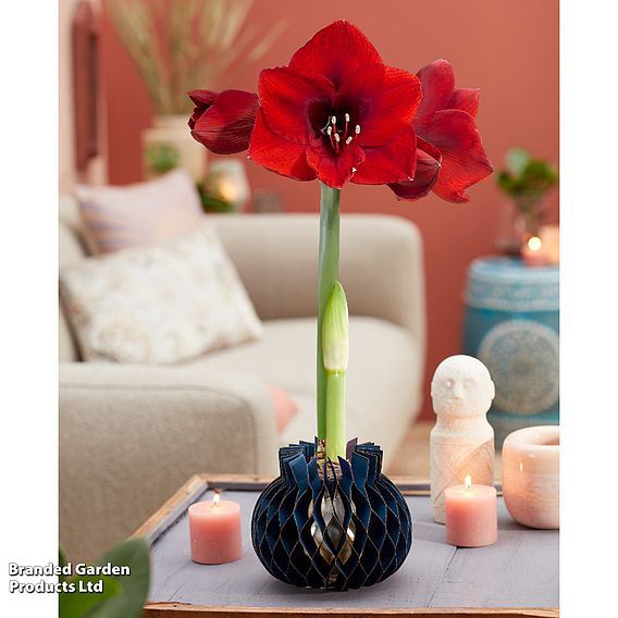 Amaryllis 'Jolie' - Gift