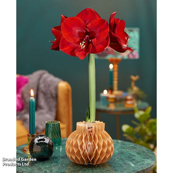 Amaryllis 'Jolie' - Gift