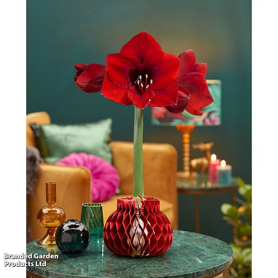 Amaryllis 'Jolie' - Gift