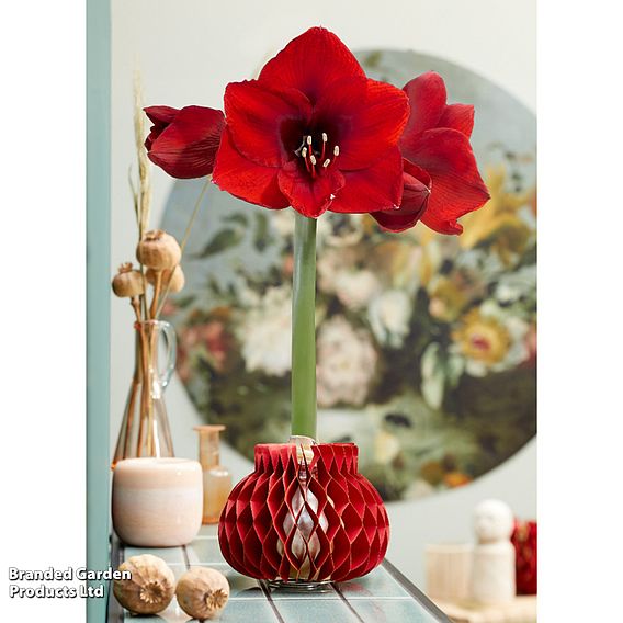 Amaryllis 'Jolie' - Gift