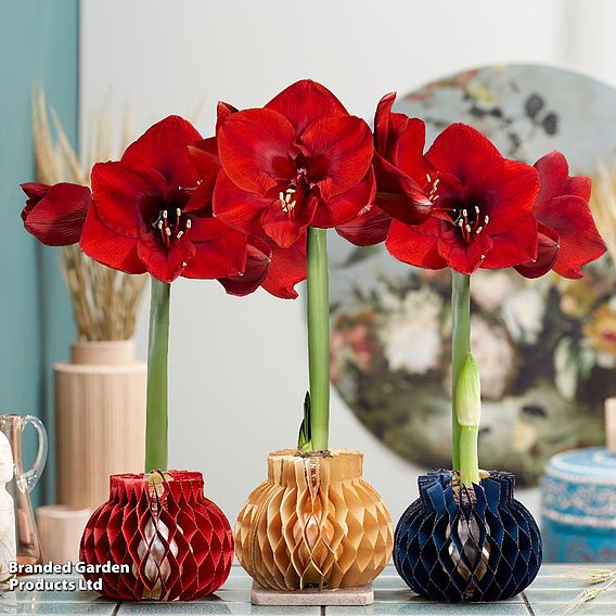 Amaryllis 'Jolie' - Gift