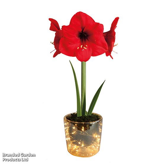 Amaryllis in LED Pot - Gift