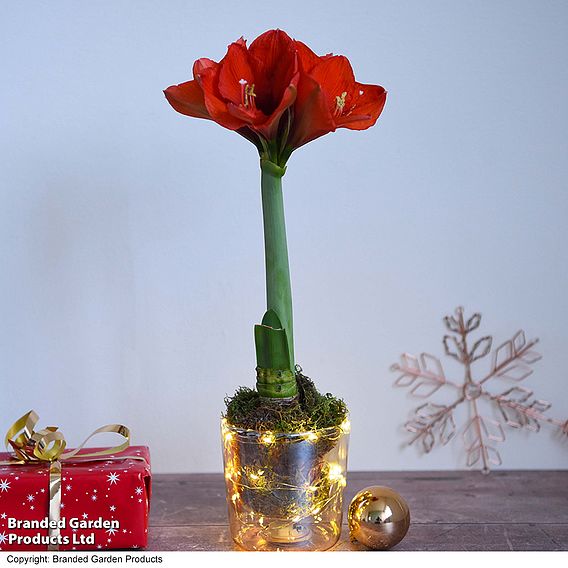 Amaryllis in LED Pot - Gift