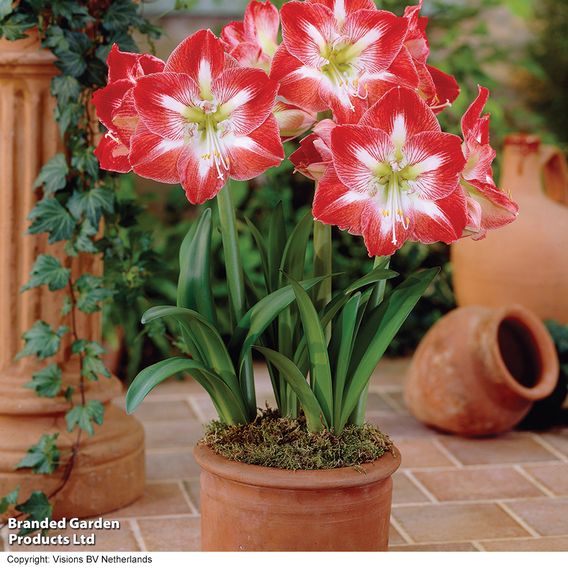 Amaryllis Trio