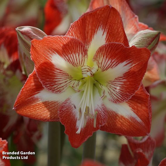 Amaryllis Trio