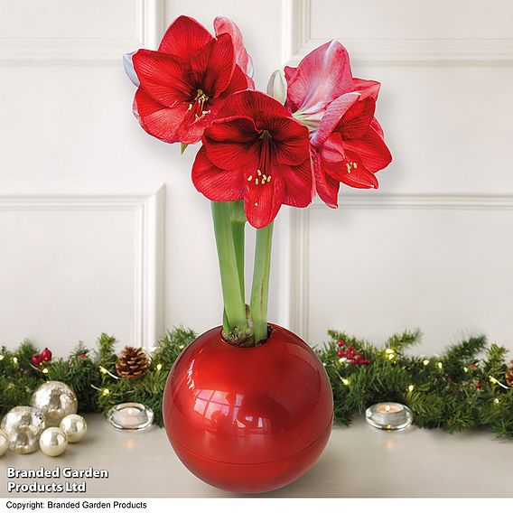 Amaryllis in Globe - Gift