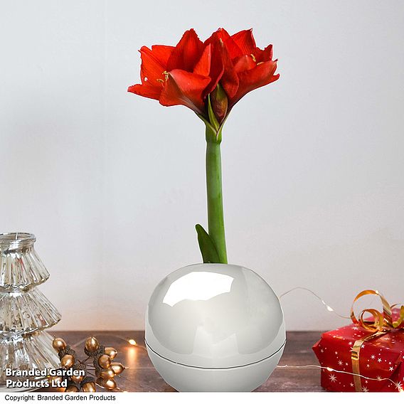 Amaryllis in Globe - Gift