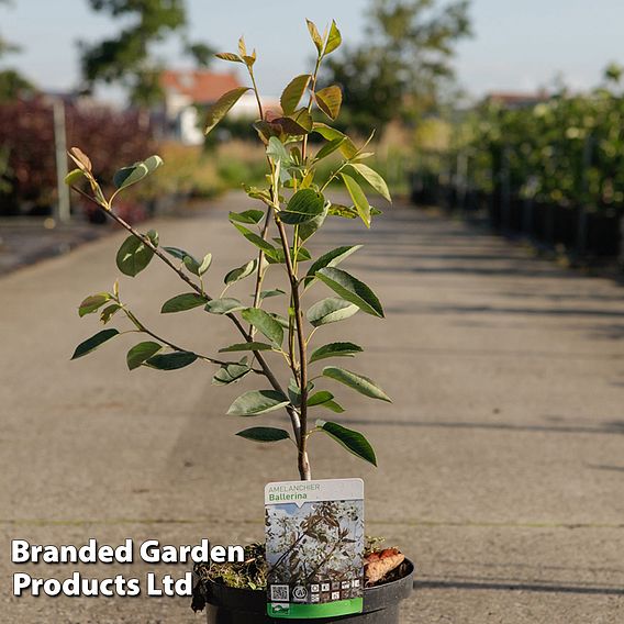 Amelanchier 'Ballerina'